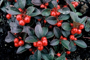 Gaultheria 'procumbens Redwood' 